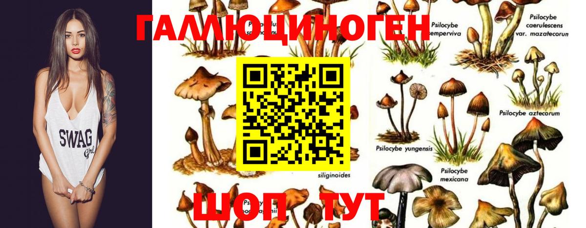 сколько стоит  Вход с VPN  Губаха  Псилоцибиновые грибы прущие грибы 